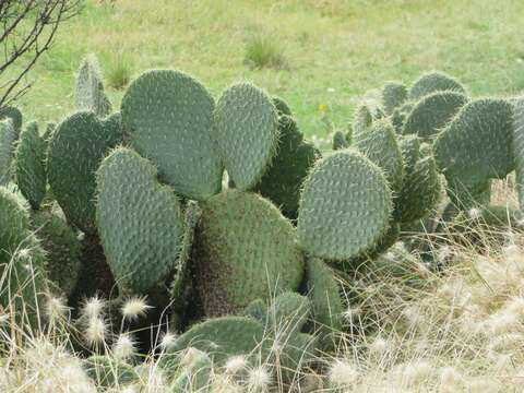 Image of <i>Opuntia spinulifera</i>