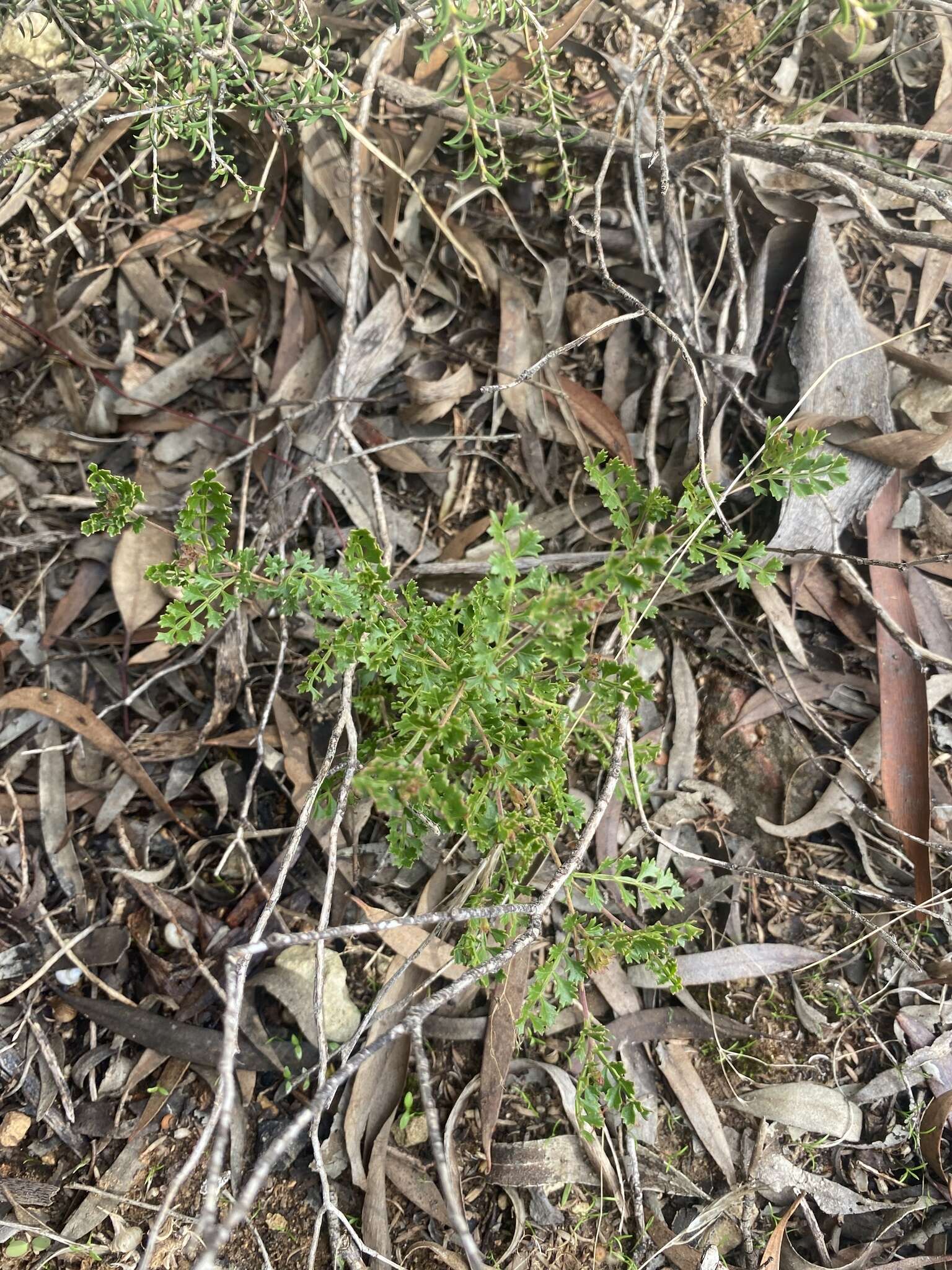 Image de Dodonaea humilis Endl.