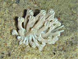 Image of Phyllodesmium rudmani Burghardt & Gosliner 2006