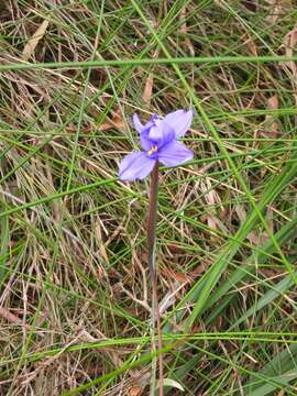 Image of Patersonia umbrosa var. umbrosa