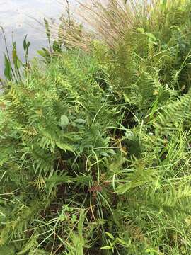 Image of eastern marsh fern