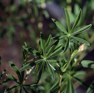 Image of Anderson's lupine