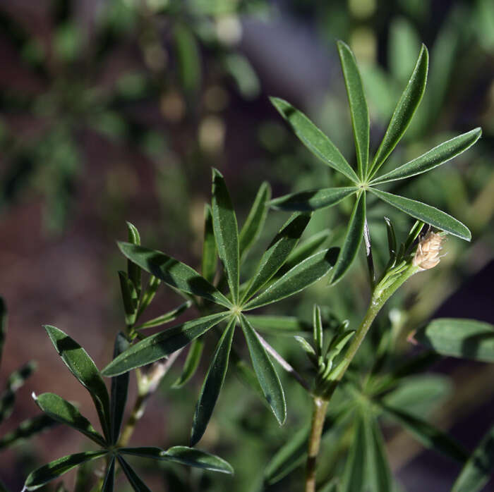 Sivun Lupinus andersonii S. Watson kuva