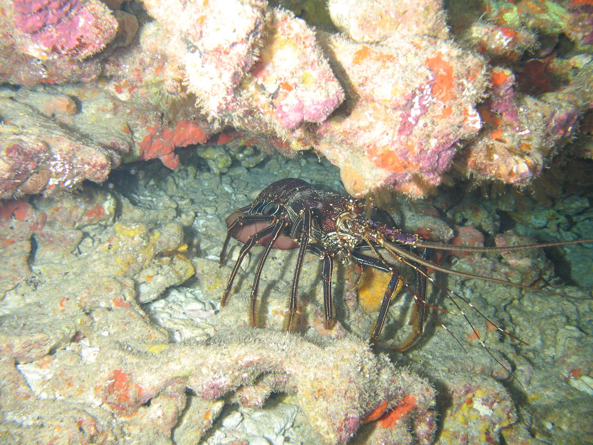 Image of Panulirus longipes bispinosus Borradaile 1899