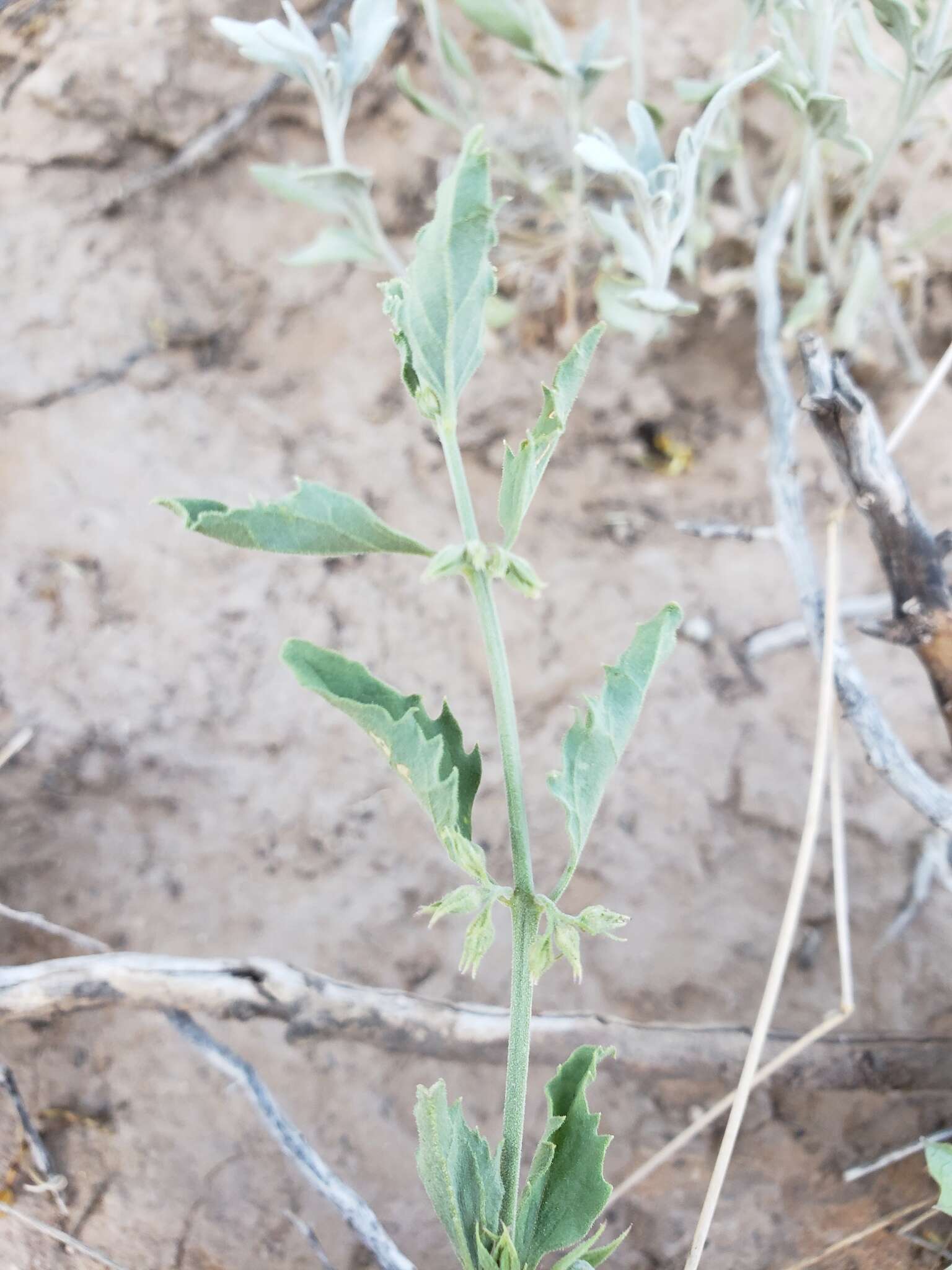 Слика од Tetraclea coulteri A. Gray