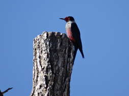 Image of Lewis's Woodpecker