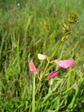 Image of spiked hoarypea