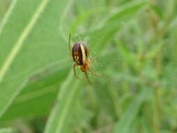 Image of Araneus pratensis (Emerton 1884)