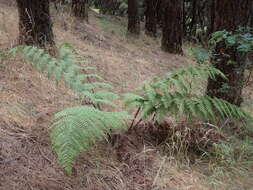 Image of Dryopteris oligodonta (Desv.) Pic. Serm.