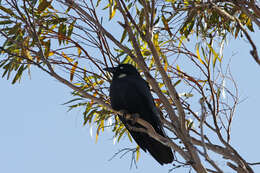 Imagem de Corvus bennetti North 1901