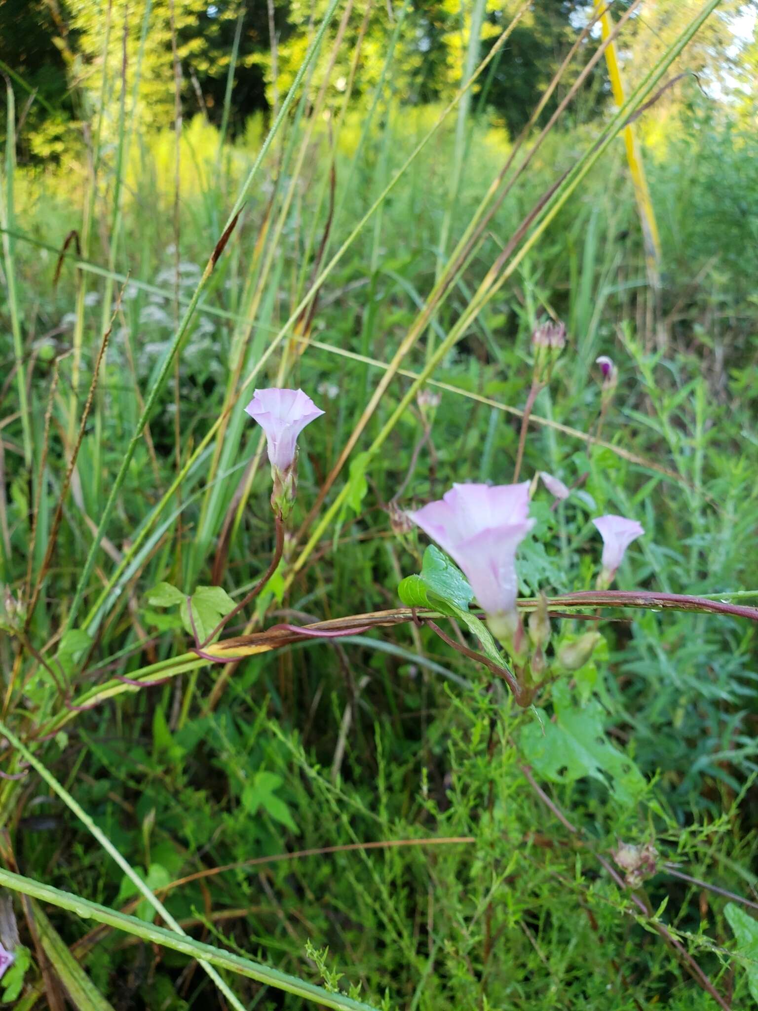 Image de Ipomoea leucantha Jacq.