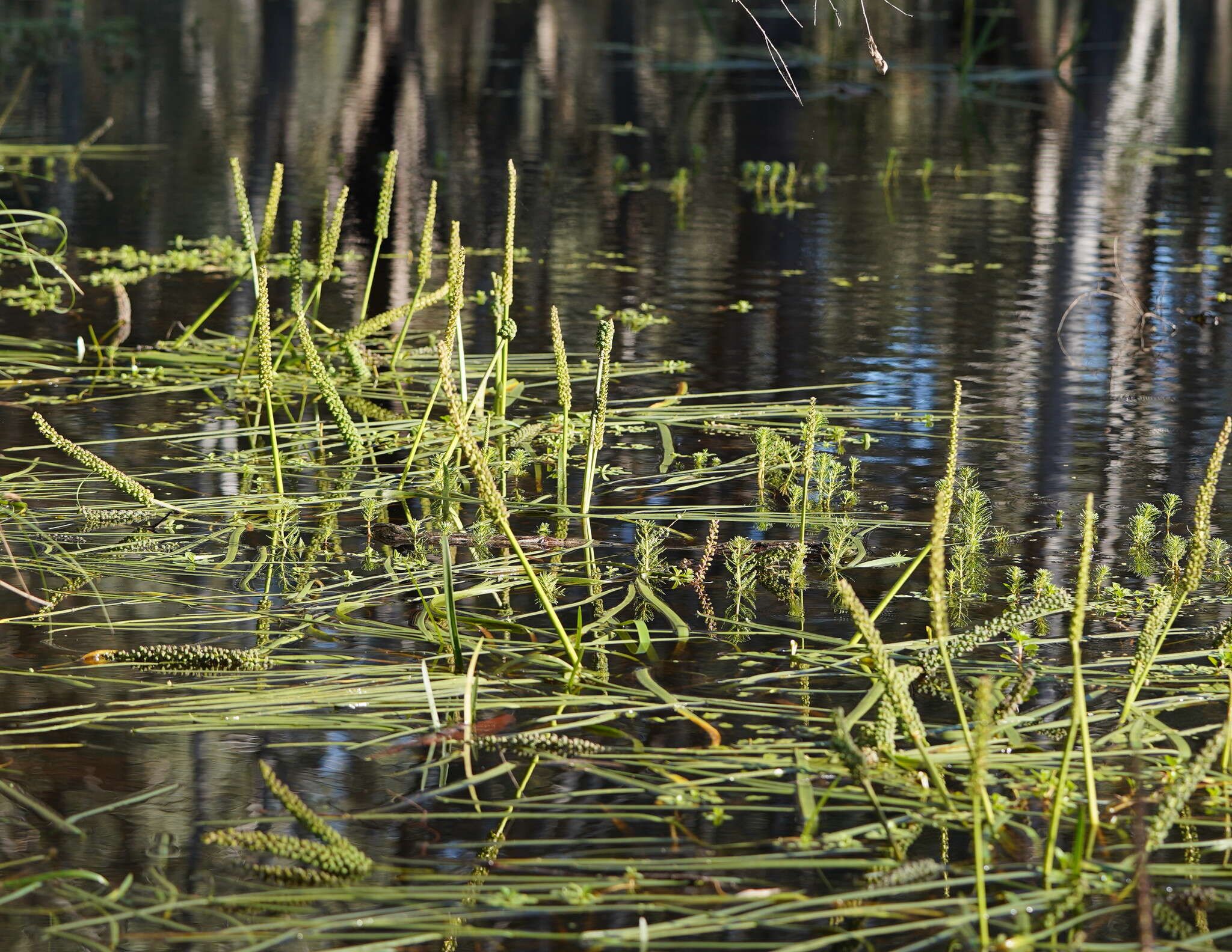 Image of water ribbon