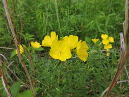 Plancia ëd Oenothera fruticosa L.