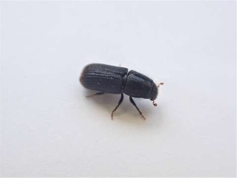 Image of Goldenhaired bark beetle