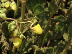 Image of Calceolaria paralia Cav.