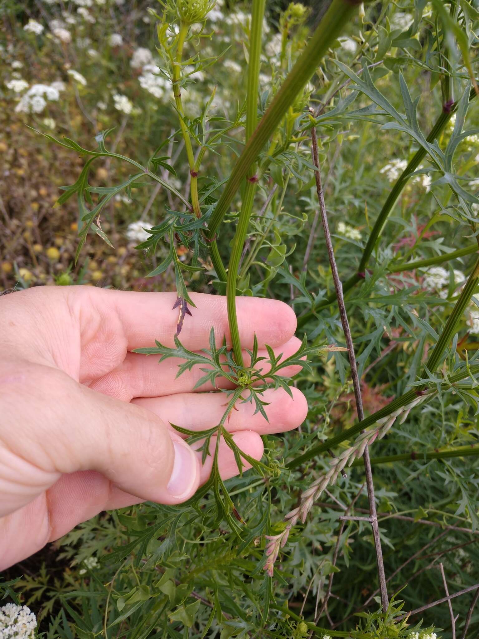 Image of Daucosma laciniatum Engelm. & A. Gray