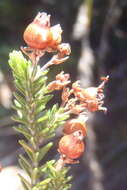 Image of Erica glomiflora var. glomiflora