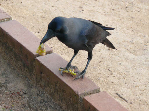 Imagem de Corvus splendens Vieillot 1817