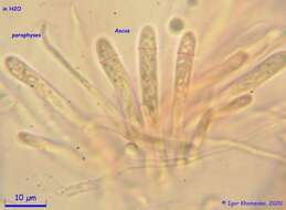 Image of Ionomidotis fulvotingens (Berk. & M. A. Curtis) E. K. Cash 1939