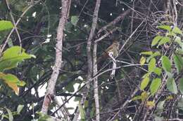 Image of Grey-eyed Bulbul