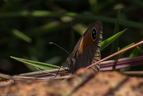 Image of Stygionympha wichgrafi van Son 1955