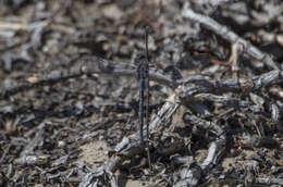 Image of Long Skimmer