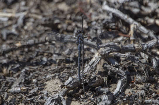 Image of Long Skimmer