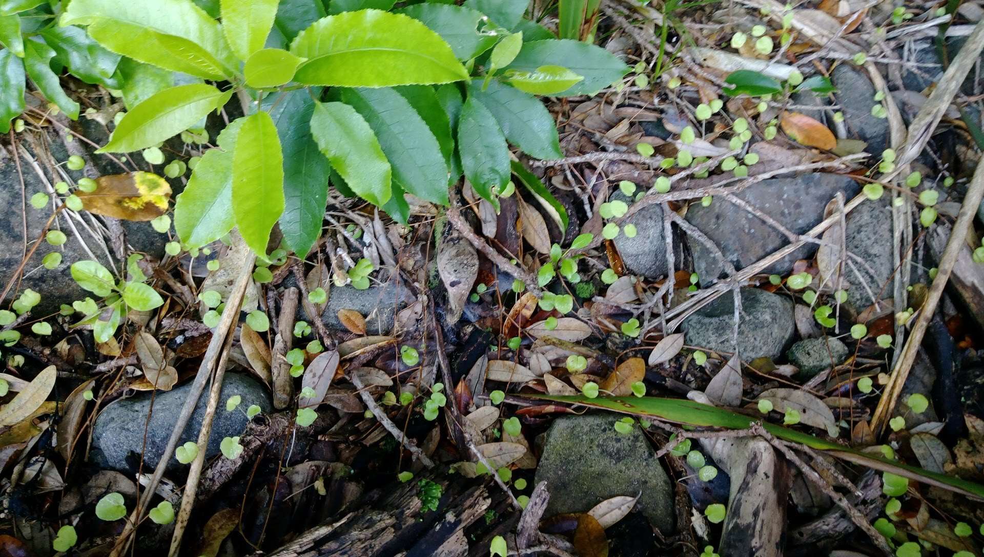 Image of creeping fuchsia