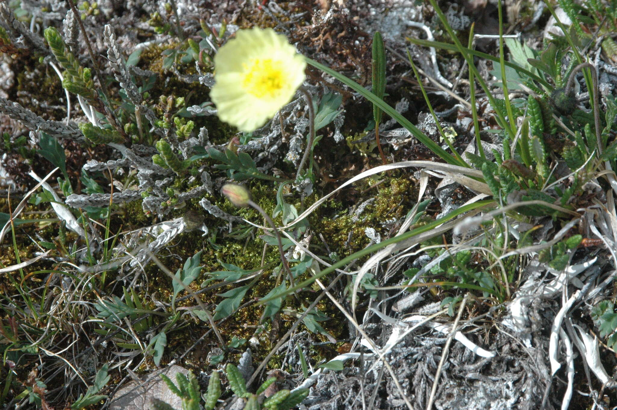 Sivun Papaver macounii subsp. discolor (Hultén) Rändel ex D. F. Murray kuva