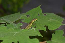 Image of China Grass Lizard