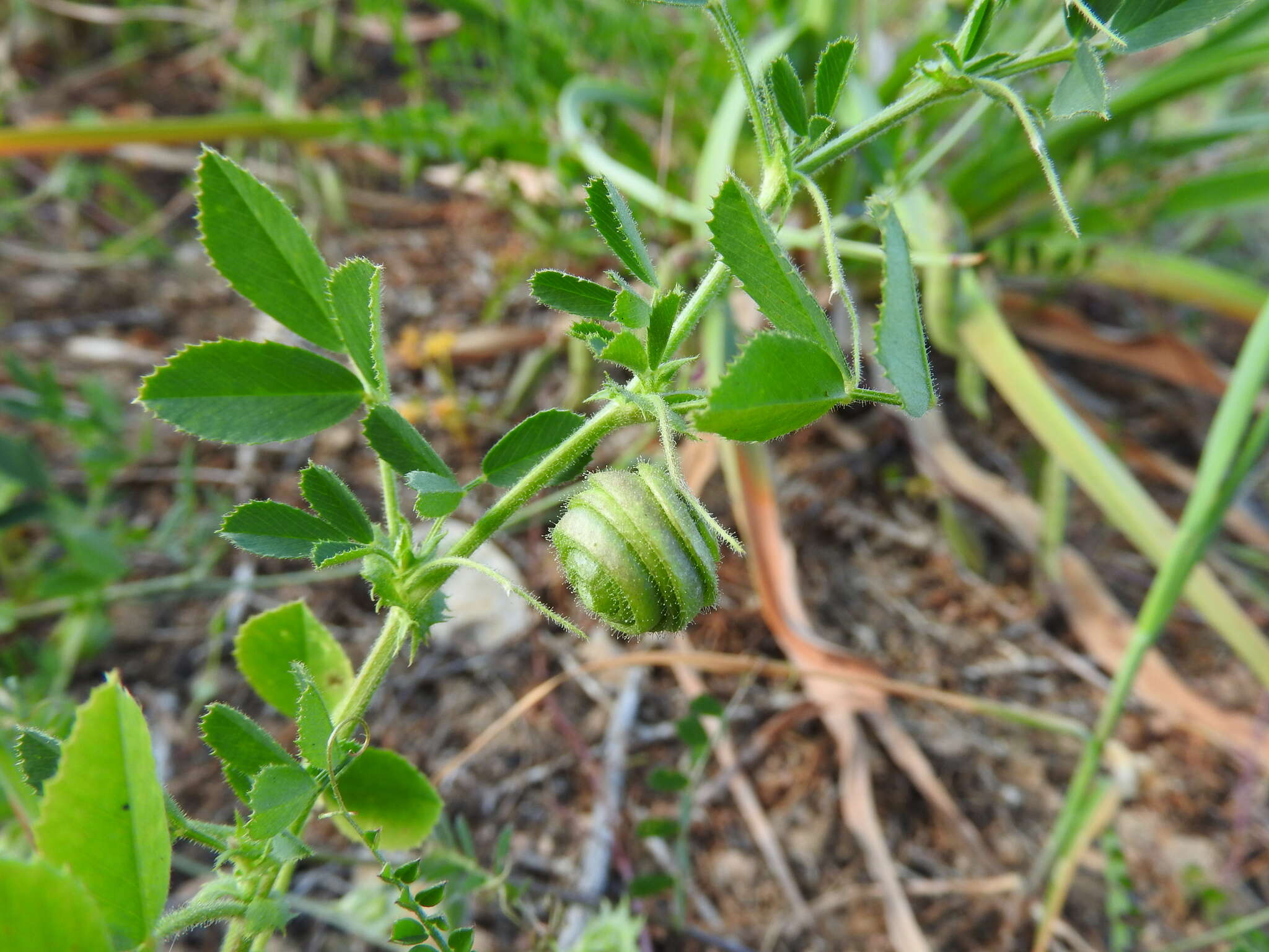 Image of snail medick