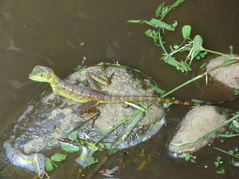 Image of Green Basilisk