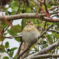 Image of Clay-colored Sparrow