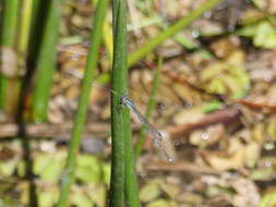 Image de Austrolestes leda (Selys 1862)