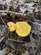 Image de Cantharellus flavus Foltz & T. J. Volk 2013