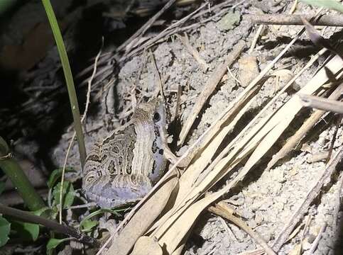 Image of Beautiful Pygmy Frog