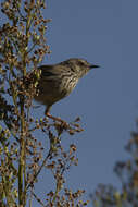 Image of Prinia maculosa exultans Clancey 1982