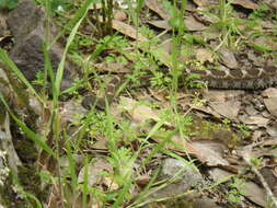 Image of Crotalus oreganus oreganus Holbrook 1840