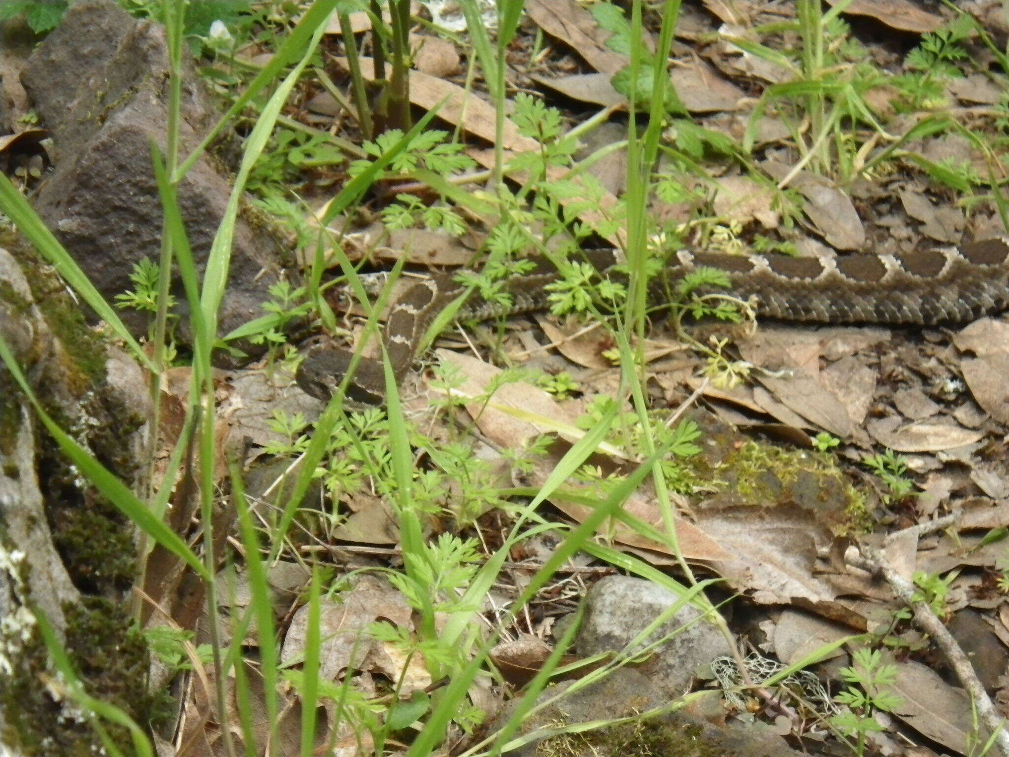 Image of Crotalus oreganus oreganus Holbrook 1840