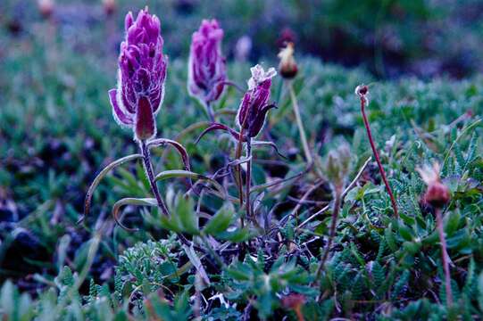 Image of elegant Indian paintbrush