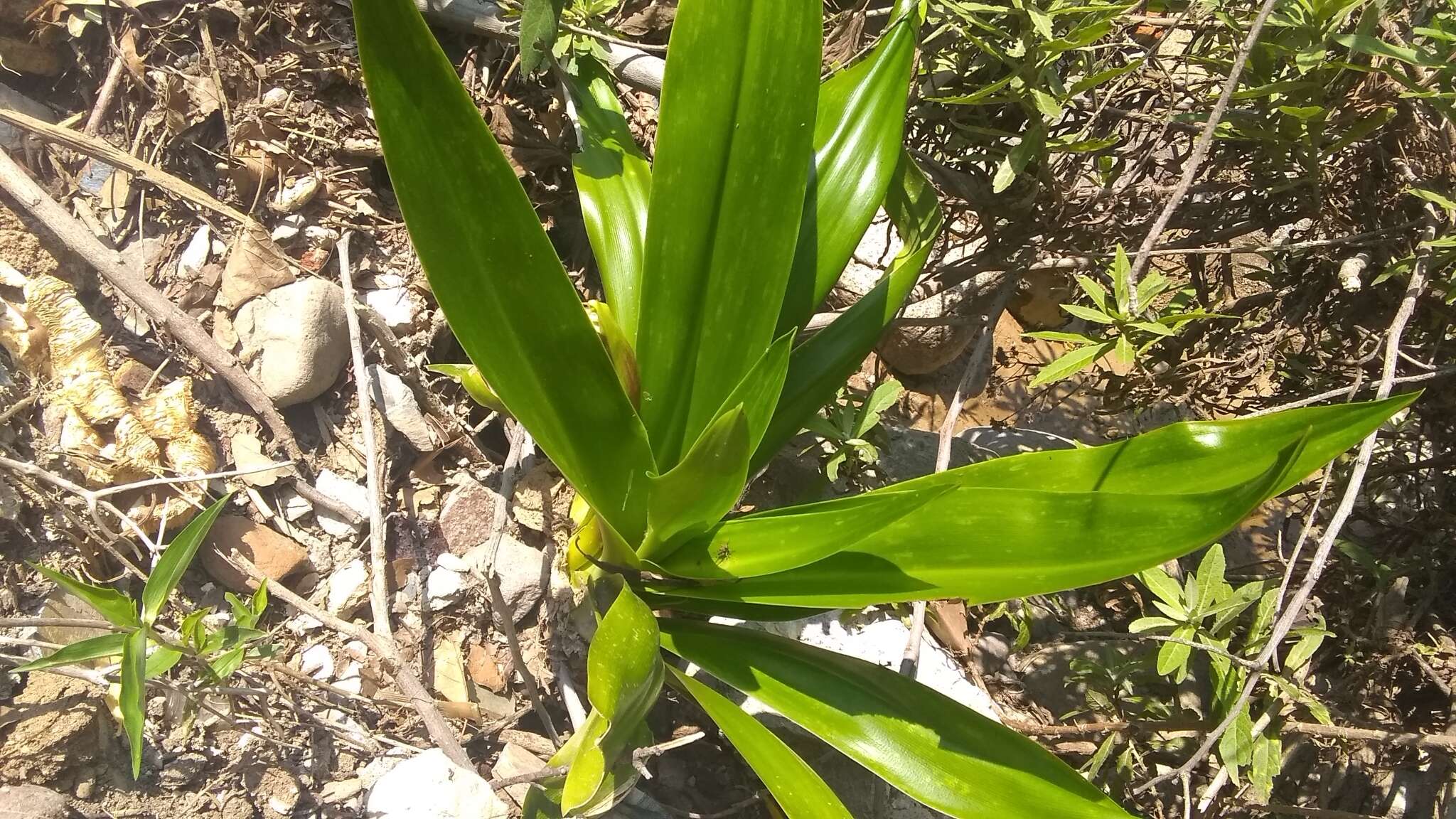 Image of basketplant