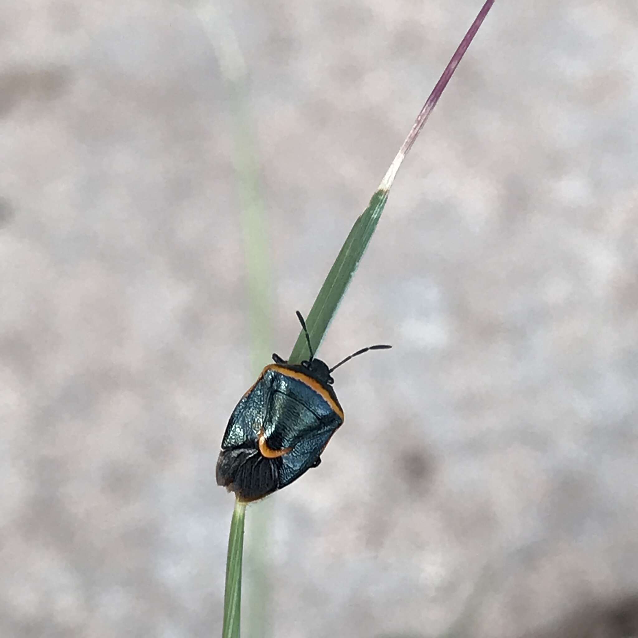 Image of Cosmopepla decorata (Hahn 1834)