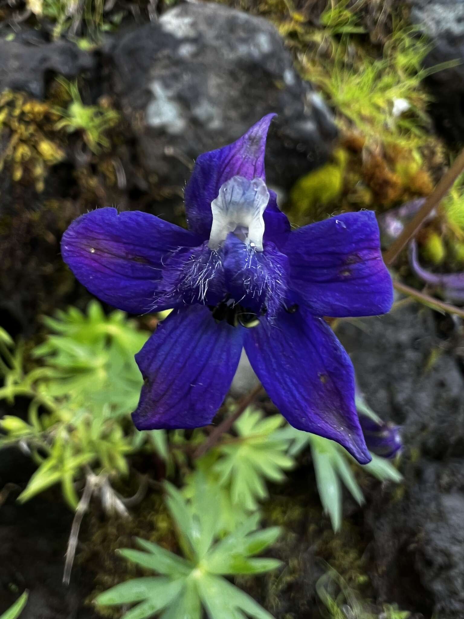 Plancia ëd Delphinium glareosum Greene