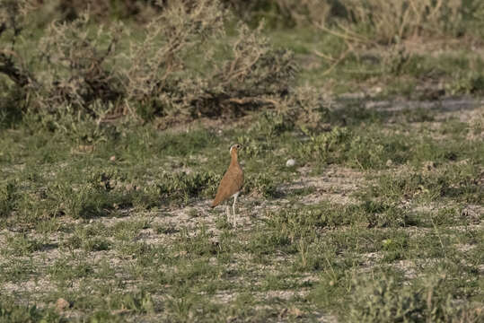 Image of Burchell's Courser