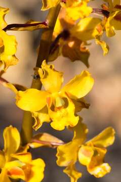 Image of Cyrtopodium cristatum Lindl.