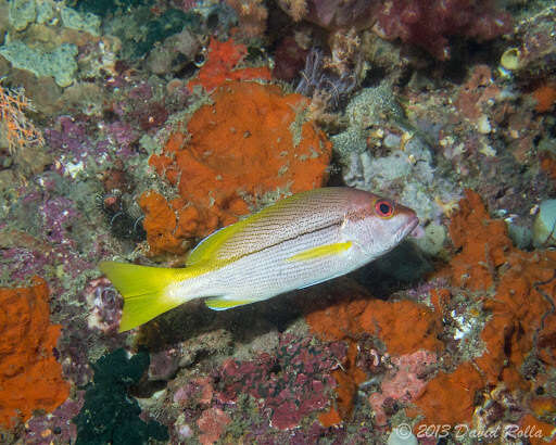 Image of Brownstripe snapper