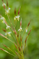 صورة Chrysopogon aciculatus (Retz.) Trin.