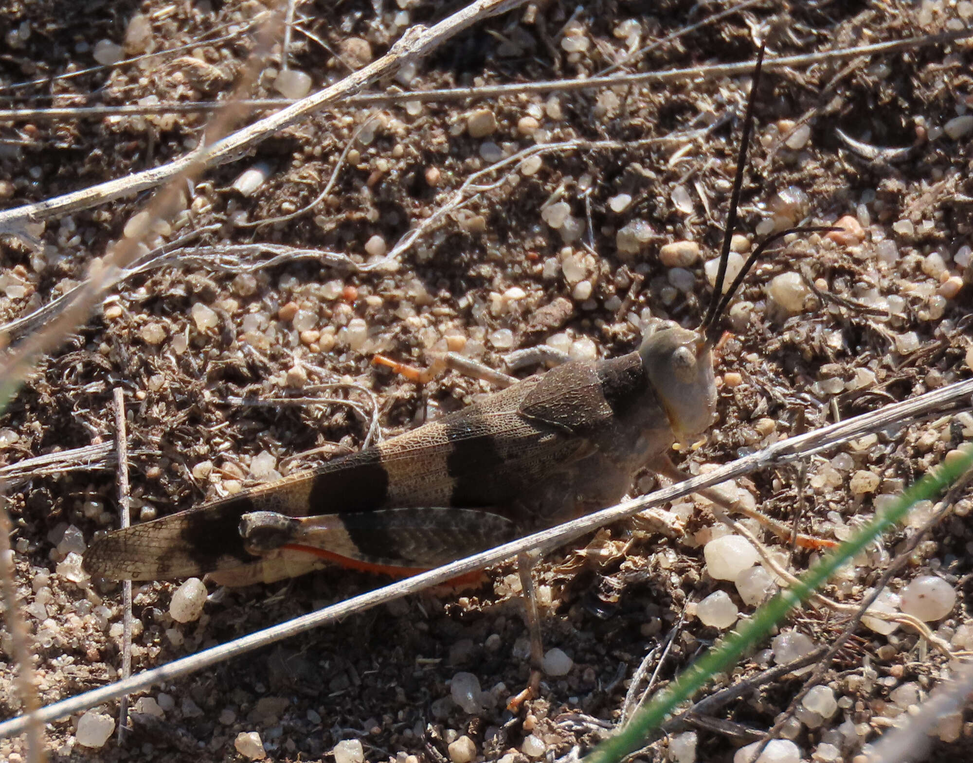 Image of Three-banded Grasshopper