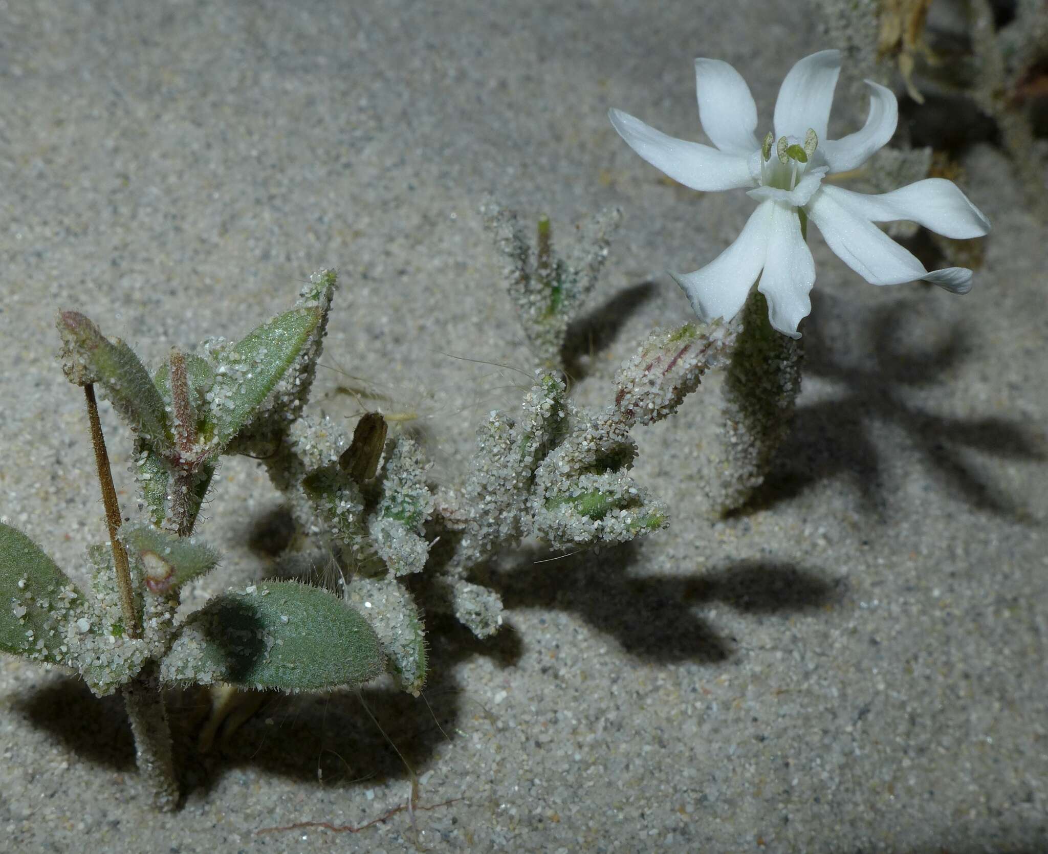 Imagem de Silene succulenta subsp. corsica (DC.) Nym.