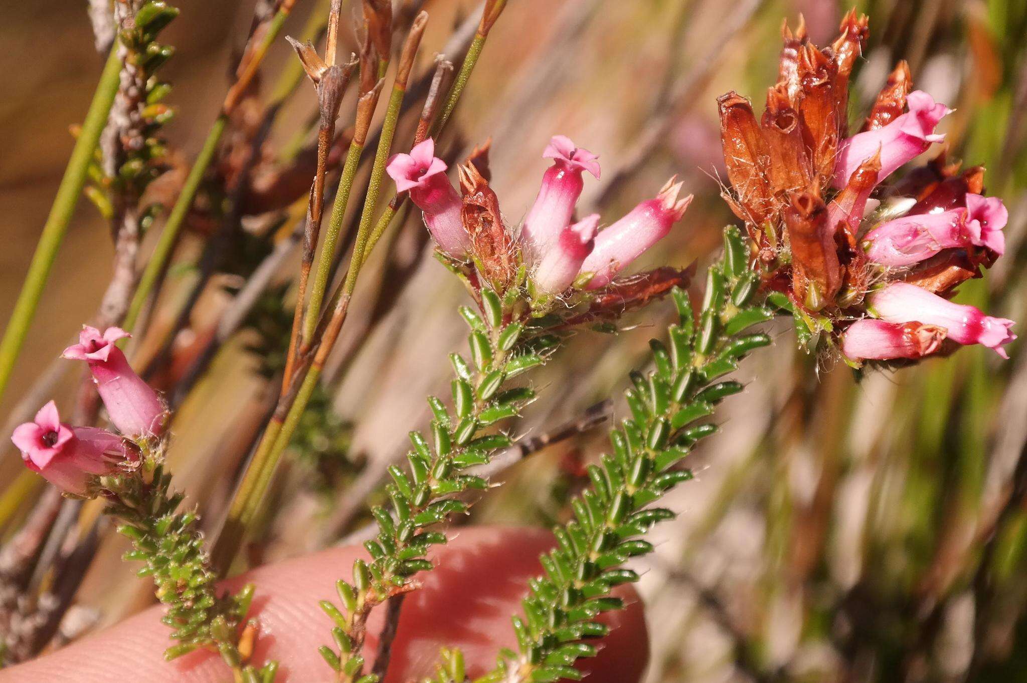 صورة Erica gysbertii var. gysbertii